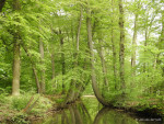 Dansende bomen Oelerbeek